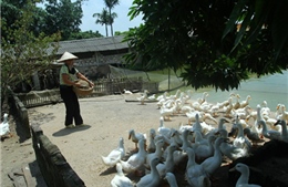 Tìm hướng cải thiện đời sống nông dân - Bài cuối: